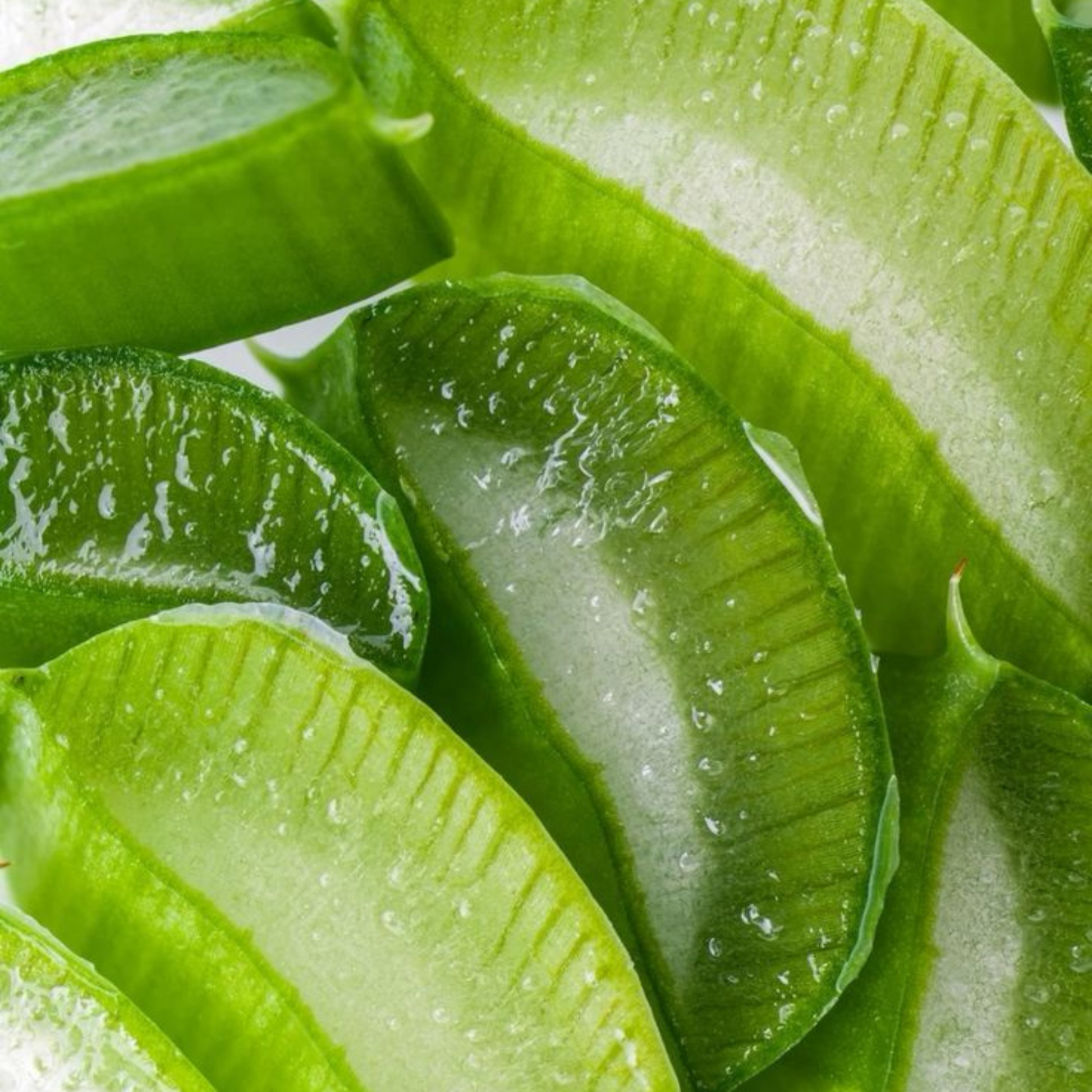 Feuille d’aloe vera fraîchement coupée, révélant son gel translucide aux propriétés apaisantes et hydratantes, idéale pour les soins naturels de la peau et des cheveux, texture juteuse et éclat vert vif.