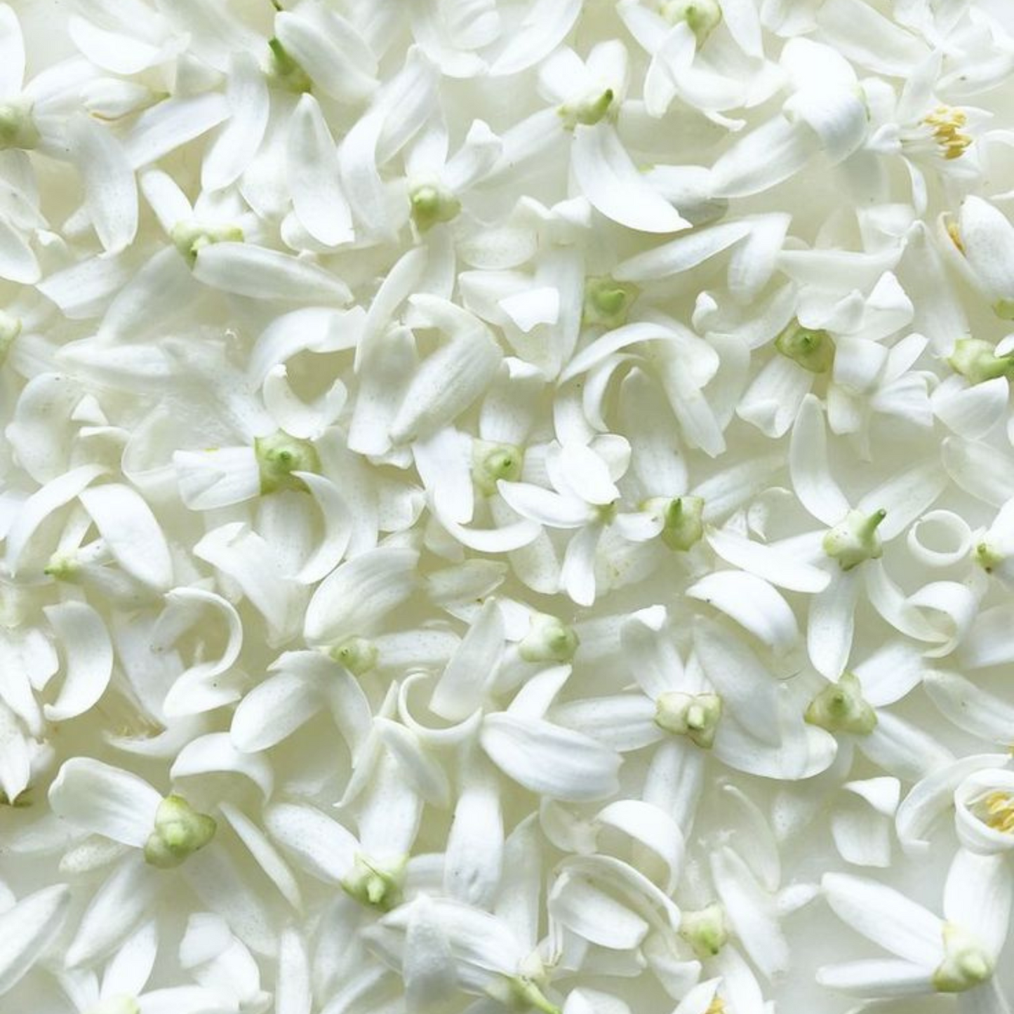 Fleurs d’oranger blanches en pleine floraison, délicates et parfumées, utilisées pour extraire l’eau florale aux propriétés apaisantes, hydratantes et relaxantes.