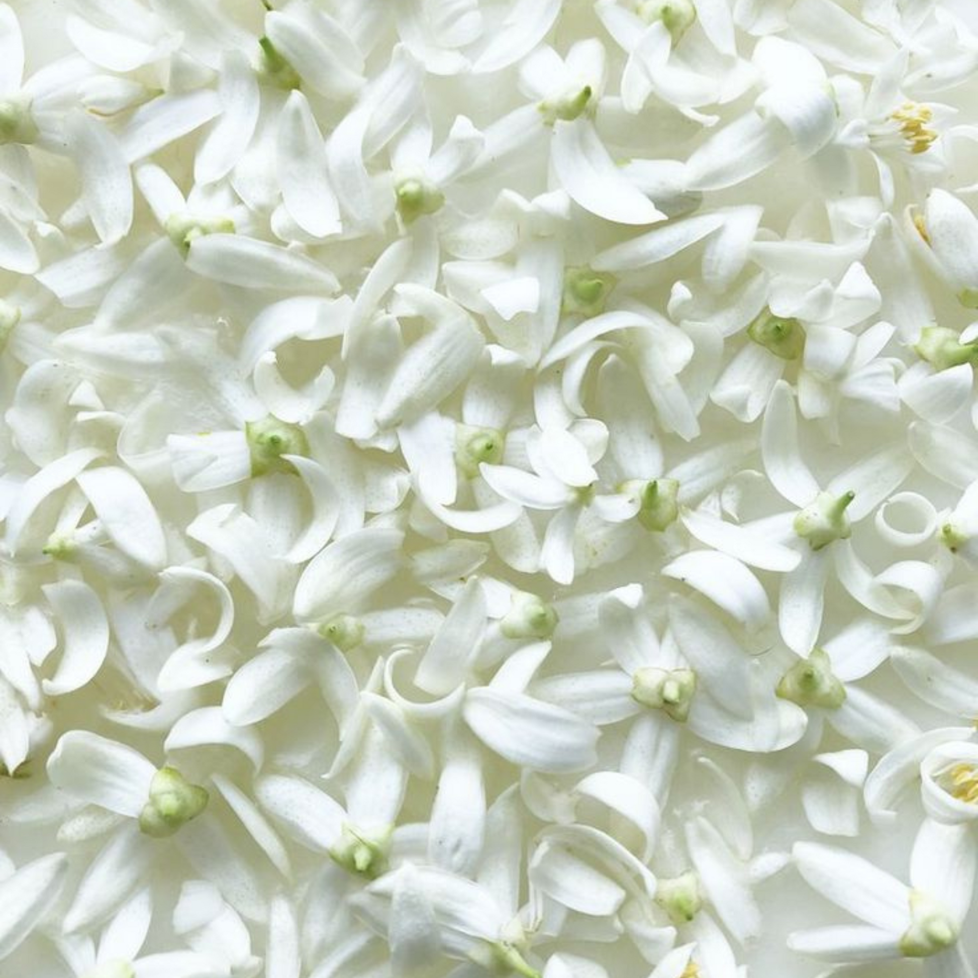 Fleurs d’oranger blanches en pleine floraison, délicates et parfumées, utilisées pour extraire l’eau florale aux propriétés apaisantes, hydratantes et relaxantes.