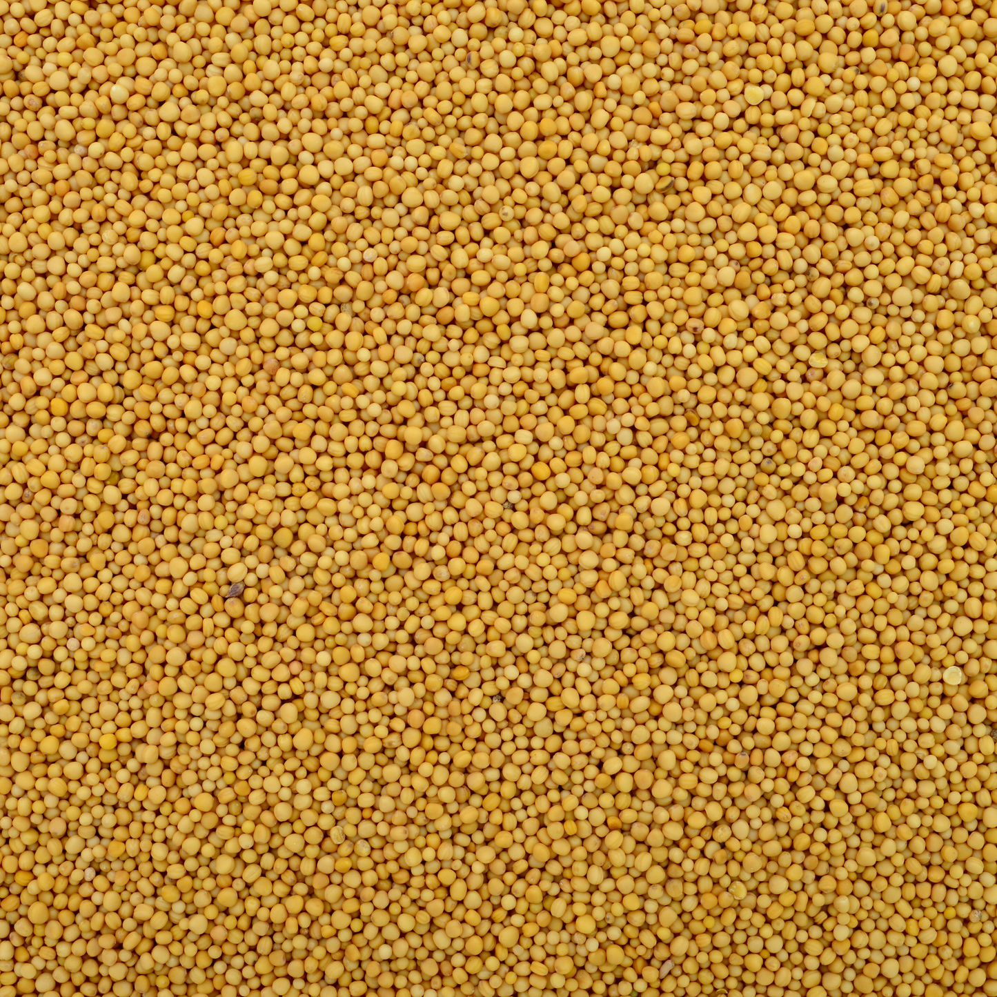 Graines de moutarde naturelles, riches en nutriments et utilisées pour l’extraction de l’huile de moutarde. Appréciées en cuisine et en soins capillaires, elles stimulent la circulation, fortifient les cheveux et apportent une saveur piquante aux plats.