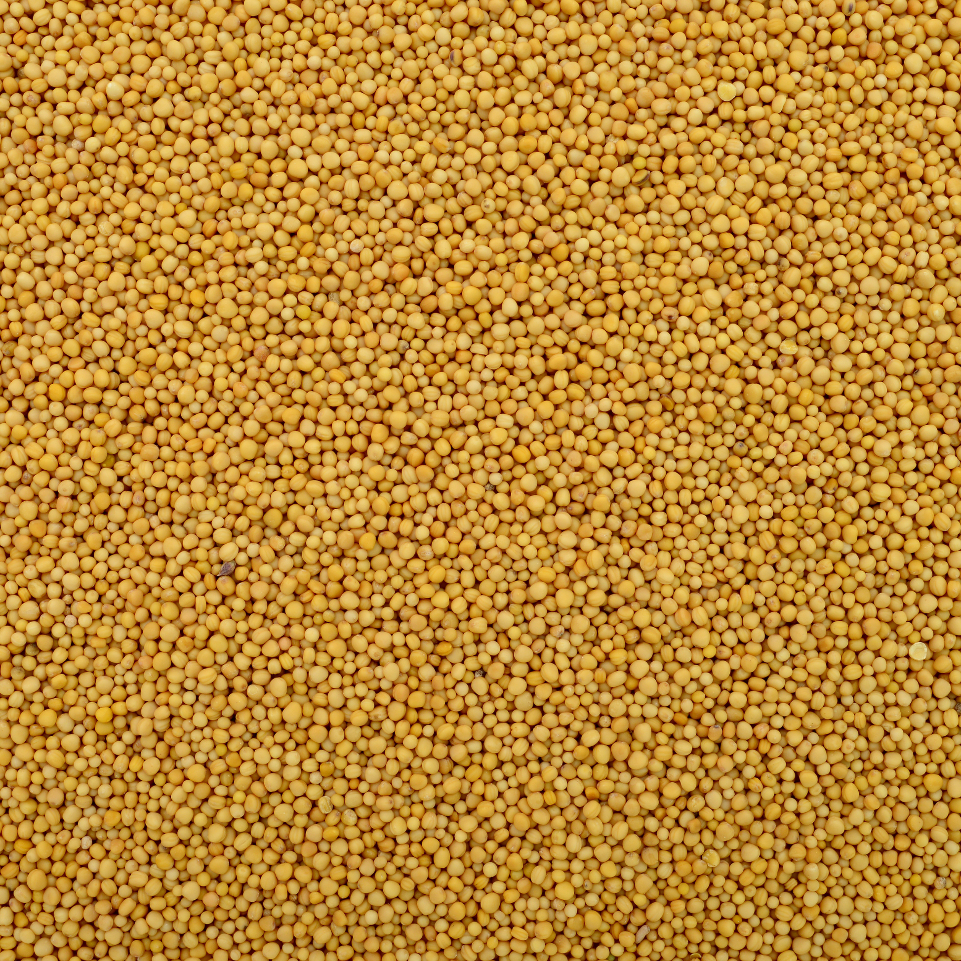 Graines de moutarde naturelles, riches en nutriments et utilisées pour l’extraction de l’huile de moutarde. Appréciées en cuisine et en soins capillaires, elles stimulent la circulation, fortifient les cheveux et apportent une saveur piquante aux plats.