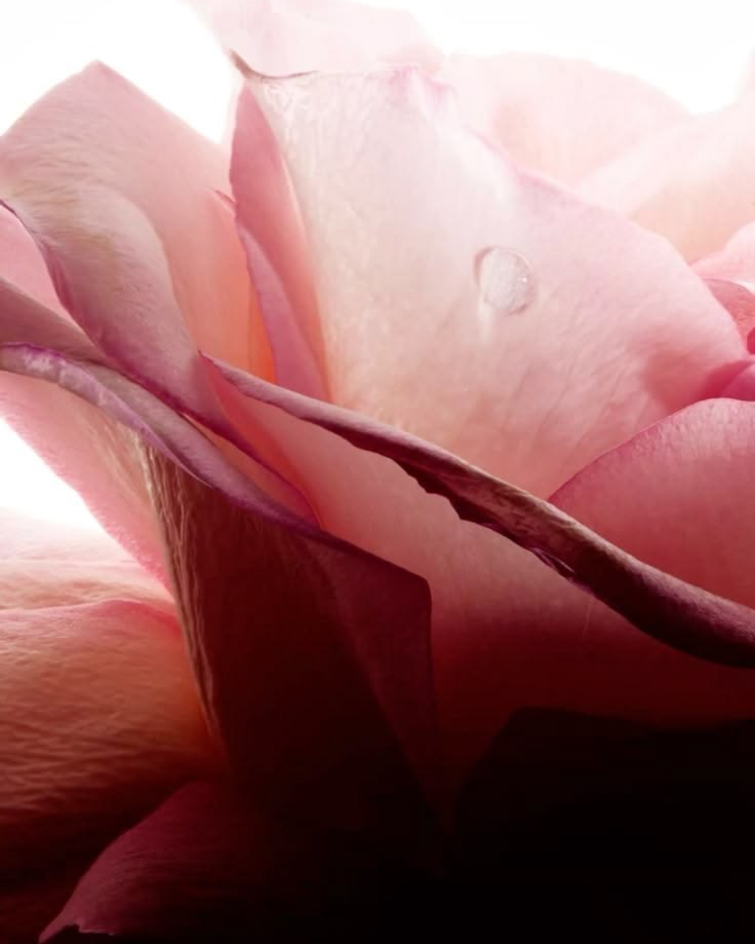 Gommage visage doux éclat de rose