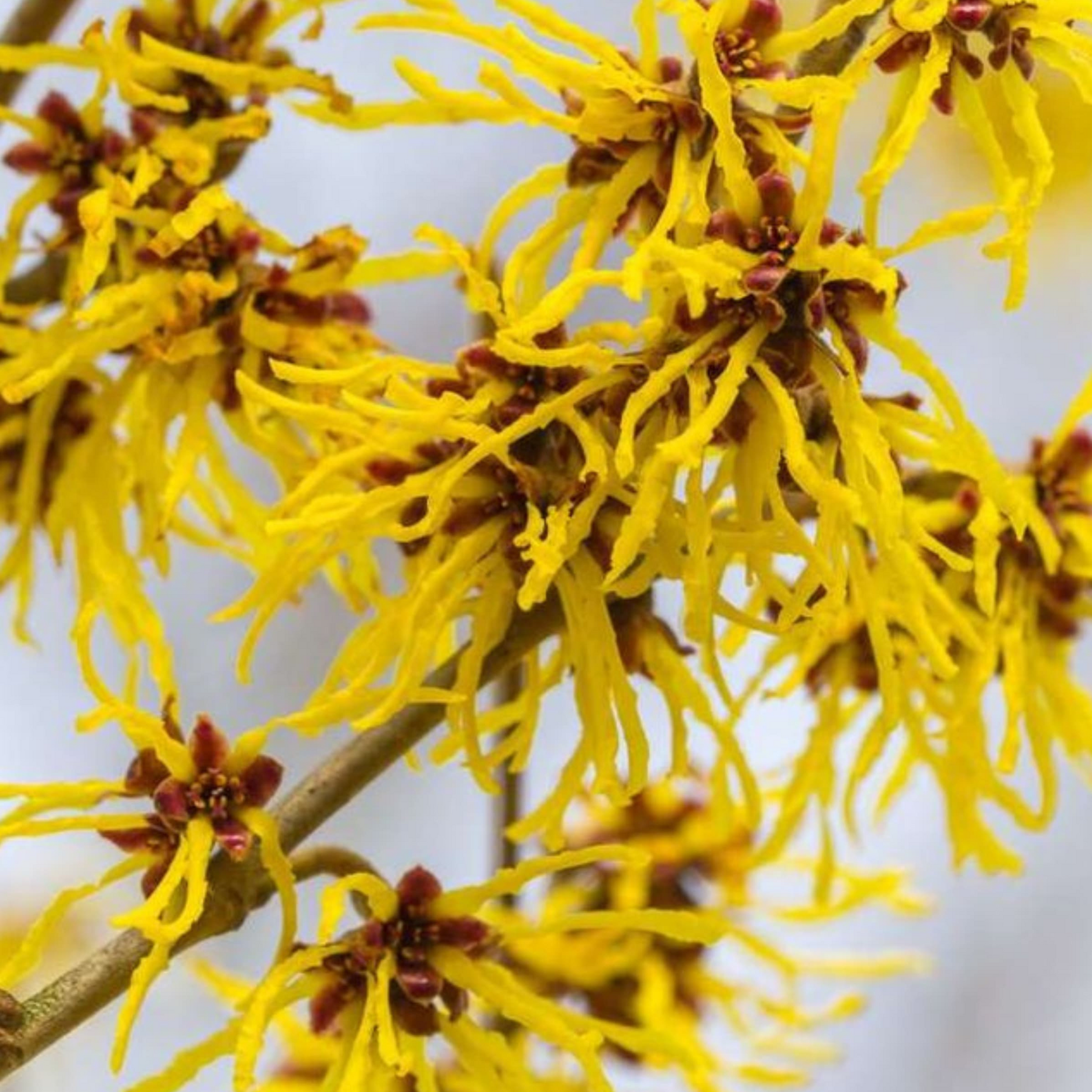 Fleur d’hamamélis aux pétales dorés et délicats, reconnue pour ses propriétés apaisantes et astringentes. Ingrédient naturel utilisé en cosmétique pour tonifier la peau, resserrer les pores et réduire les rougeurs.