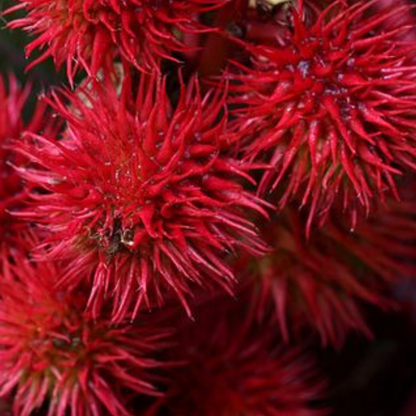 Plante de ricin aux feuilles larges et graines riches en huile précieuse, utilisée pour ses vertus fortifiantes et nourrissantes. Ingrédient naturel idéal pour le soin des cheveux, des cils et de la peau.