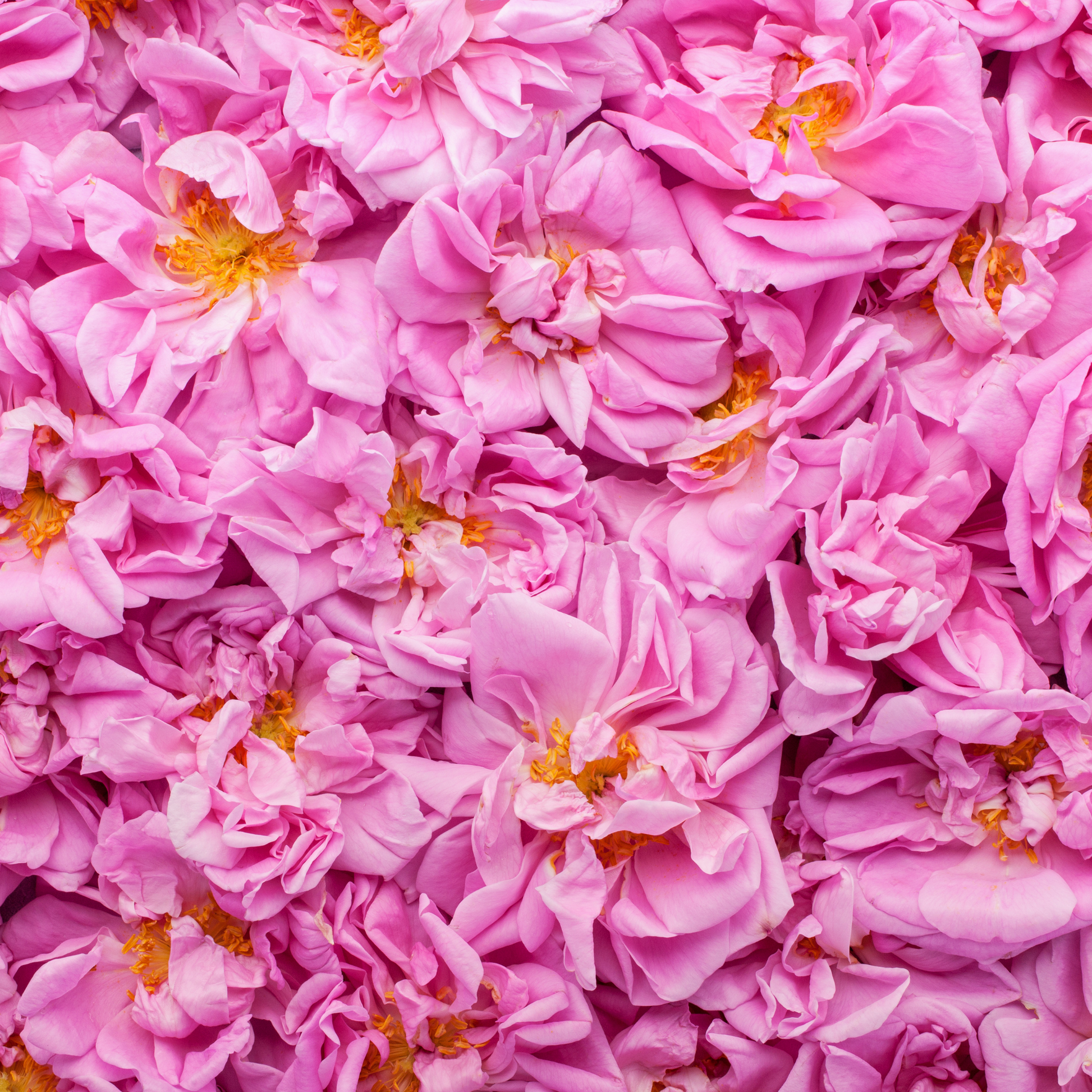 Fleurs de rose de Damas fraîches aux pétales délicats et parfumés, ingrédient naturel utilisé en cosmétique pour ses propriétés apaisantes, hydratantes et anti-âge.